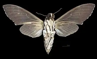 Female ventral