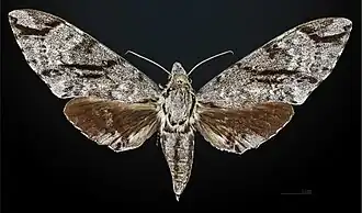 Female