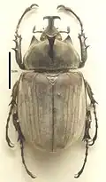 Mounted specimen from Brazil
