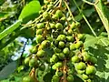 Fruits