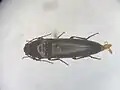Melanotus decumanus, Canada