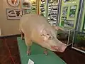 Stuffed hog