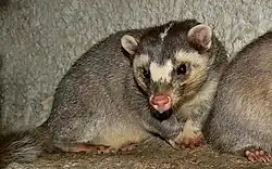 Brown and gray mustelids