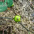 Fruit