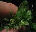 Fruits