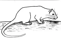 Drawing of hutia