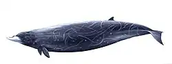 Andrew's beaked whale (illustration)