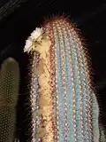 Coleocephalocereus dolichospermaticus flowers