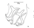 Lappet at extremity of haptor