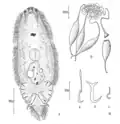 Oncomiracidium & egg
