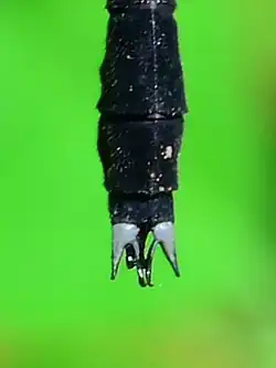Appendages