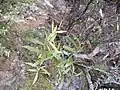 Mida salicifolia seen in the Coromandel Peninsula