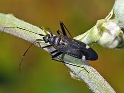 Closterotomus ventralis
