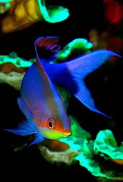 Mirolabrichthys tuka at Wakatobi National Park