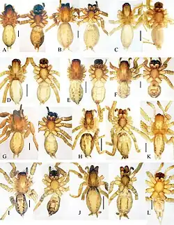Image of Mistaria