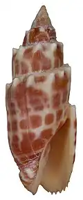Mitra stictica shell