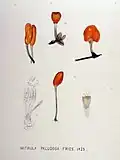 Mitrula paludosa, illustration by Jan Kops, Flora Batava, 1816)