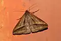 Mocis frugalis