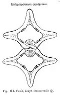 Plate depicting transverse section of fruit, showing broad furrows between prominent ribs