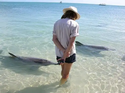 The daily feeding of bottlenose dolphins