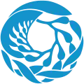 A strand of giant kelp formed into a circle