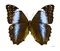 Morpho deidamia deidamia, female - MHNT