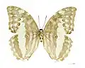Female underside