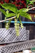 Leaves and male flowers in spring
