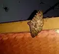 from Sri Lanka