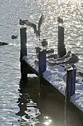 Group of black-headed gulls in winter, France