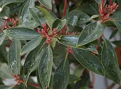 K. latifolia leaves and early buds