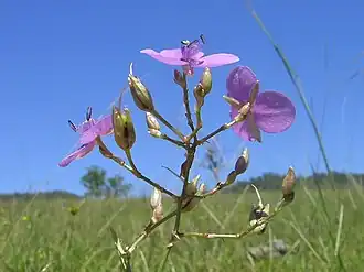 the flower panicles