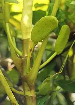 Female flower