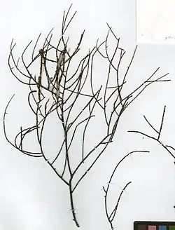 Myriopathes ulex