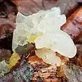 Myxarium nucleatum (Hyaloriaceae)