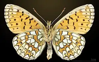 Ventral side
