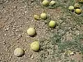 Ripening melons
