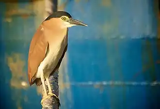 Adult at Fremantle Harbour