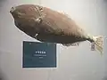 Monacanthus chinensis at Nantong museum
