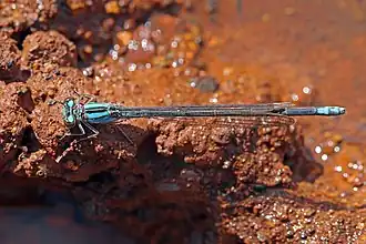 female blue morph