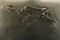 Propalaeotherium fossil