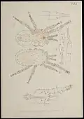 Male Dermanyssus gallinae by A.C. Oudemans