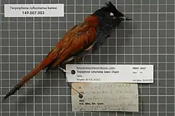 preserved specimen