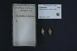 Shell specimen