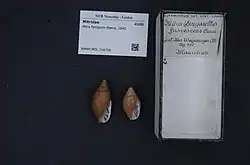 Shell specimen