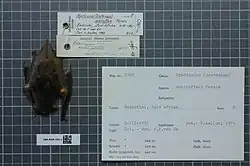 Brown bat