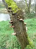 Habitat. Ireland.