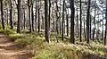 Pine woods