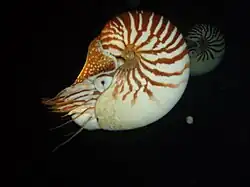 Pair of N. macromphalus in Sandal Wood Bay