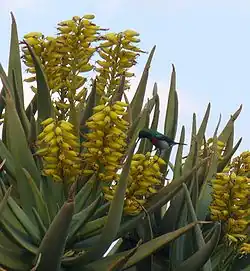 Aloidendron dichotoma